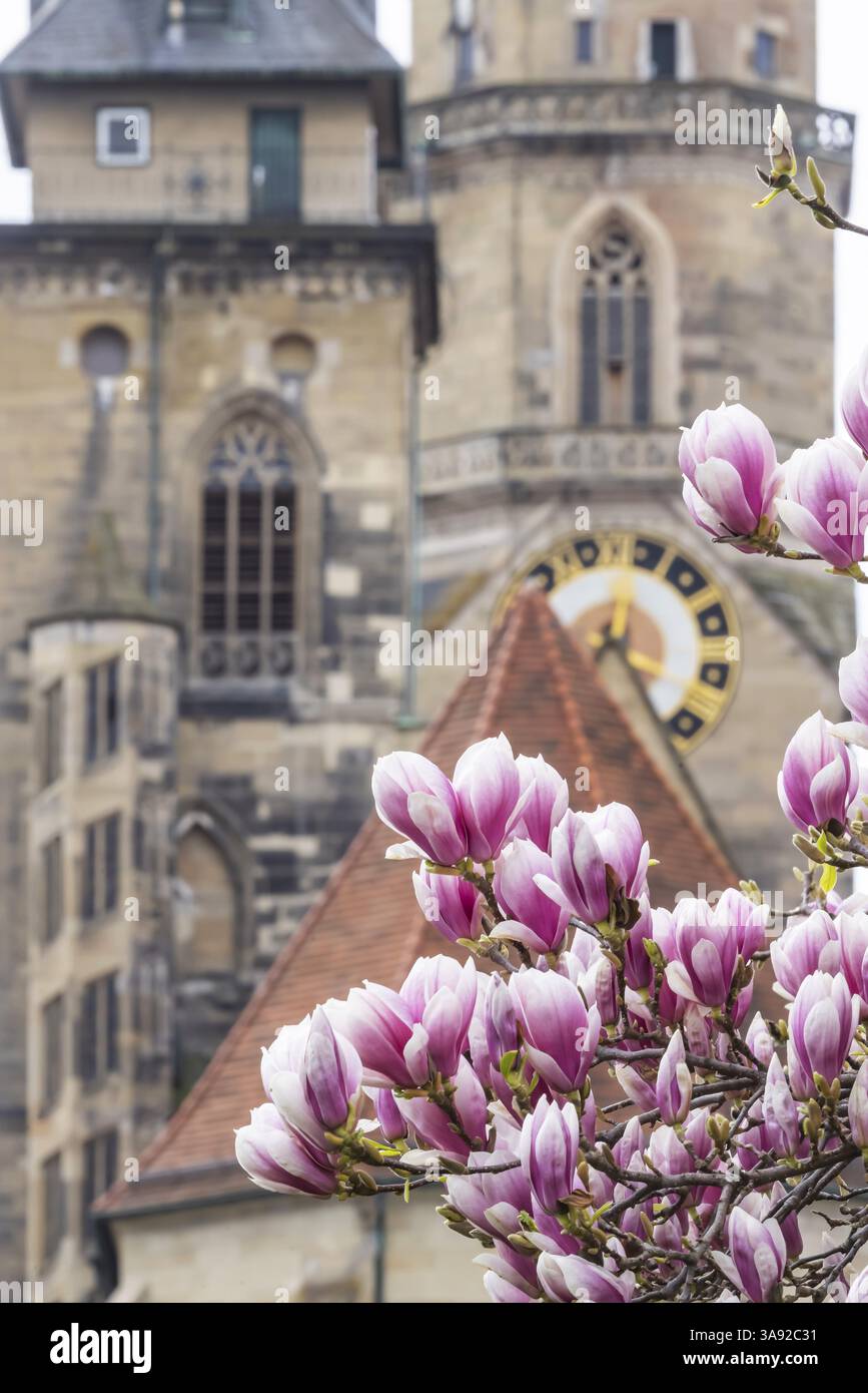 Magnolia fleurit à Stuttgart. Magnolias (Magnolia) fleurissent au printemps sur Schlossplatz devant les deux tours de la collégiale historique. Stut Banque D'Images