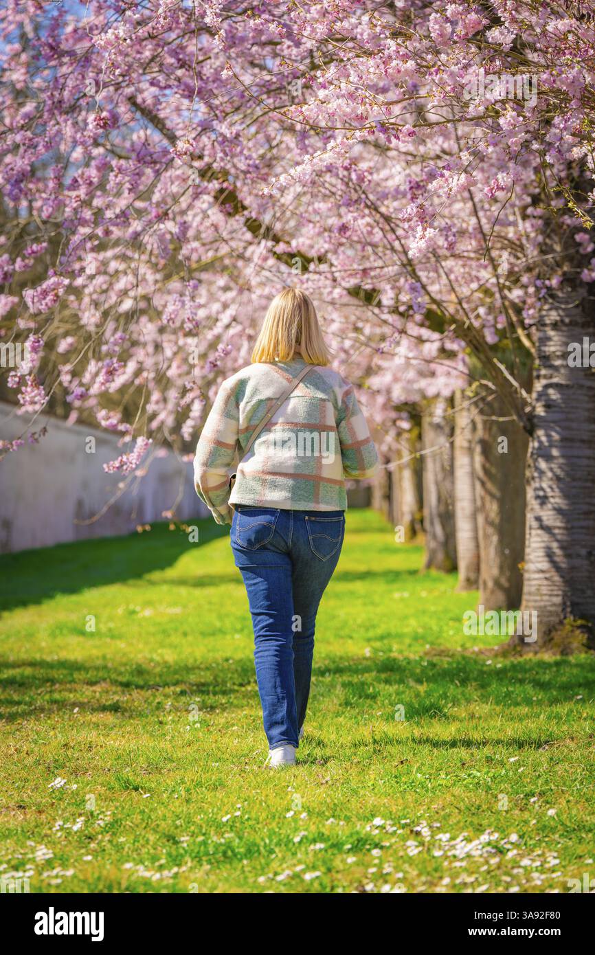 Femme marchant dans une avenue de fleurs de cerisier et profitant du printemps, jardin de fleurs de cerisier, Palais Schwetzingen, Allemagne, Europe Banque D'Images