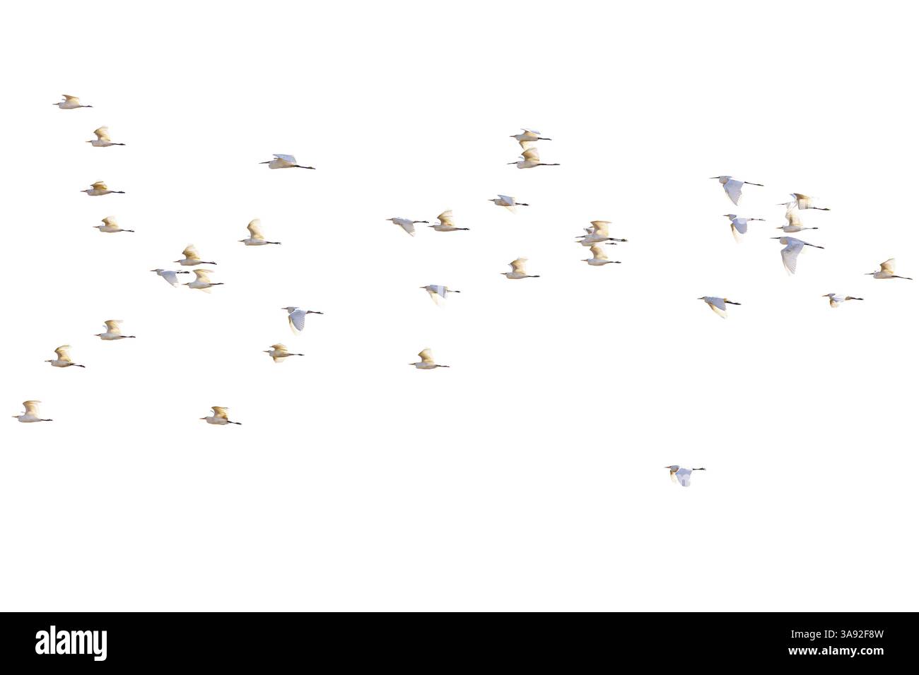 Aigrette bovine (Ardea ibis) et petite aigrette (Egretta garzetta), grand troupeau en vol, Parc National de Coto de Donana, Andalousie, Espagne, Europe Banque D'Images