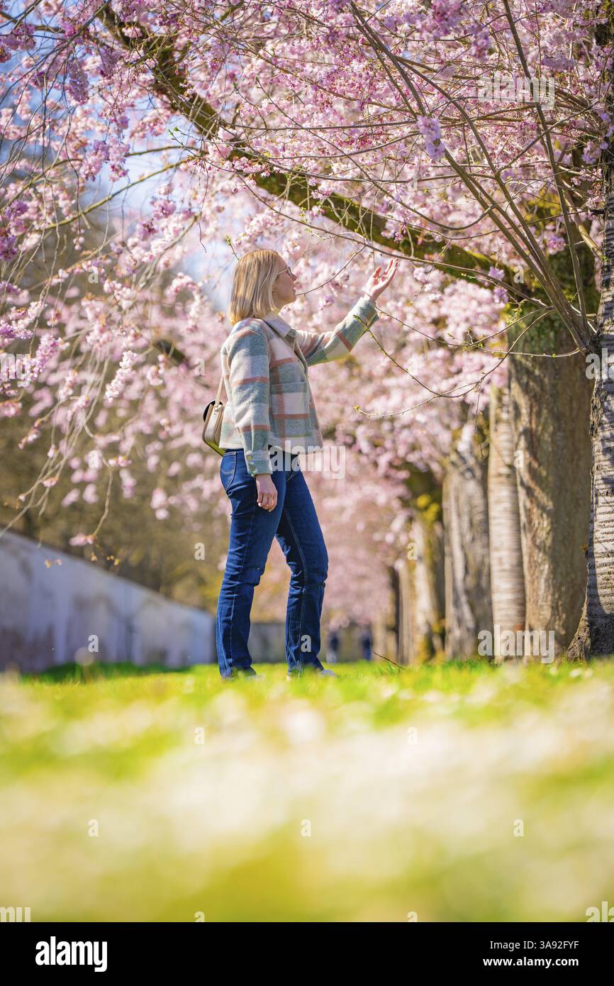 Femme touchant doucement les fleurs de cerisier roses dans une avenue fleurie, jardin de fleurs de cerisier, Palais Schwetzingen, Allemagne, Europe Banque D'Images