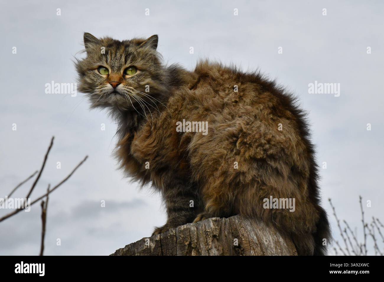 Le chat regarde sur le côté et est assis sur une pelouse verte. Portrait d'un chat gris moelleux avec les yeux verts dans la nature, gros plan. Race sibérienne Banque D'Images