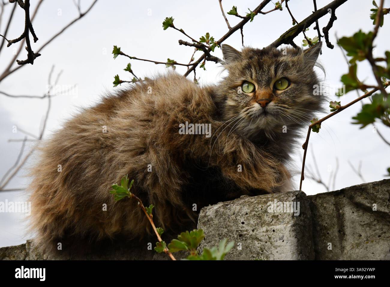 Le chat regarde sur le côté et est assis sur une pelouse verte. Portrait d'un chat gris moelleux avec les yeux verts dans la nature, gros plan. Race sibérienne Banque D'Images