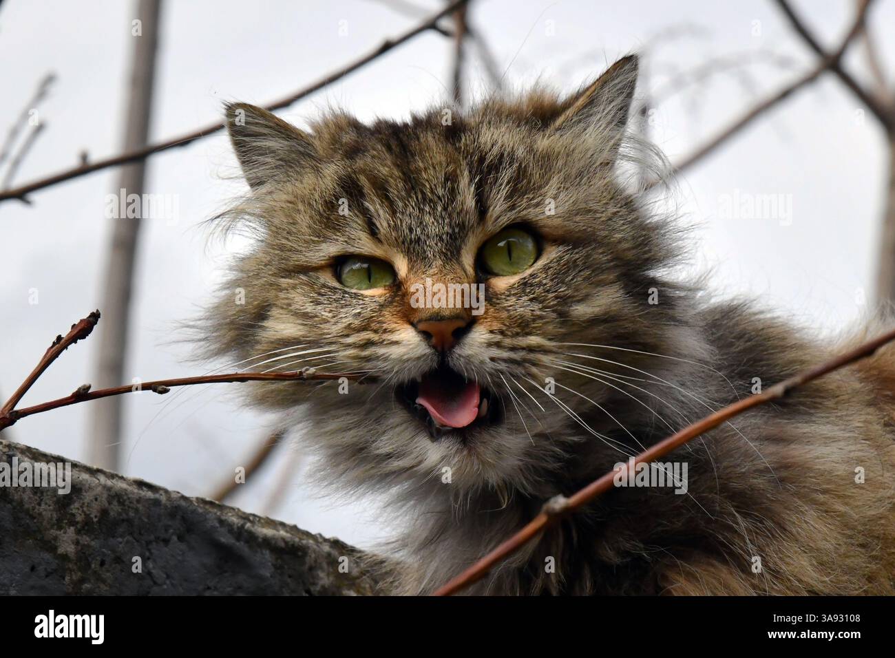 Gingembre tabby jeune chat assis sur un plancher en bois lève les yeux, demande de la nourriture, miaule, sourit gros plan, vue de dessus, flou sélectif Banque D'Images
