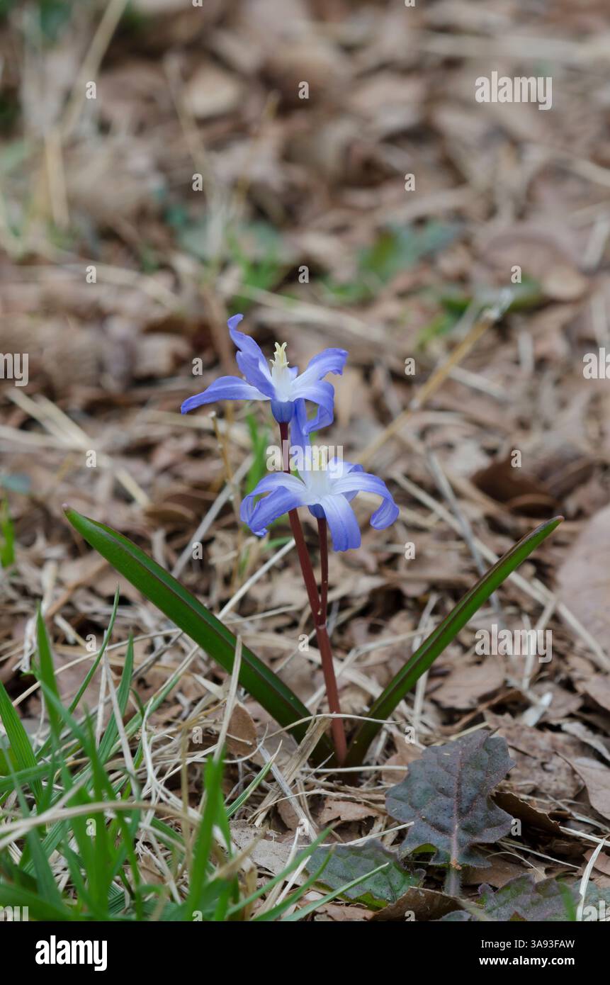 Gloire de la neige, Chionodoxa forbesii Banque D'Images