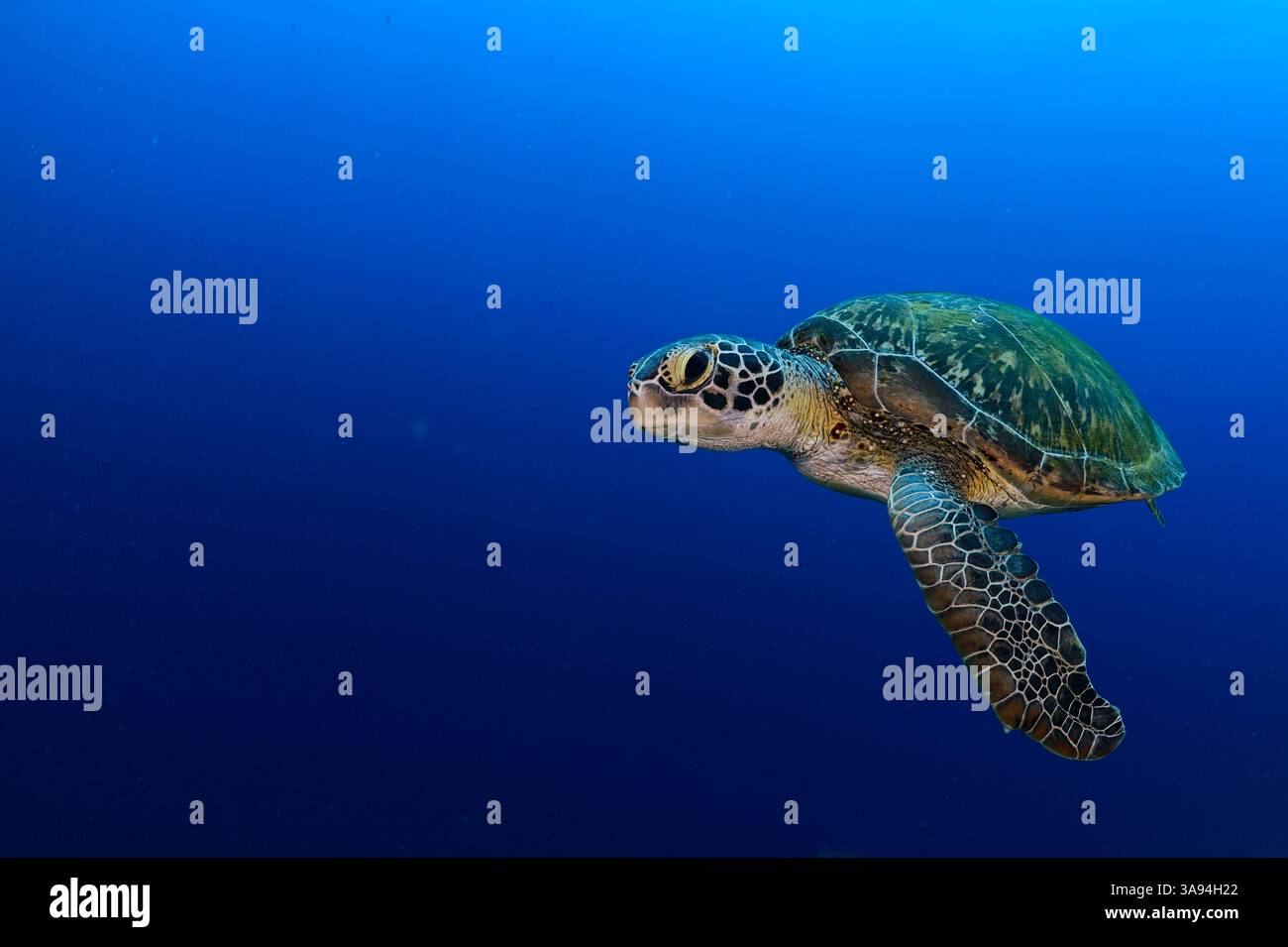 Tortue verte (Chelonia mydas) Atlantique, Bonaire, Antilles sous le vent, région des Caraïbes, Antilles néerlandaises | Grüne Meeresschildkröte (Chelonia myda Banque D'Images
