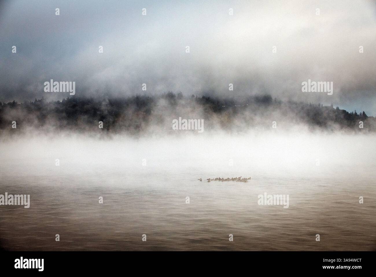 Brume matinale s'élevant de la surface du lac. Banque D'Images