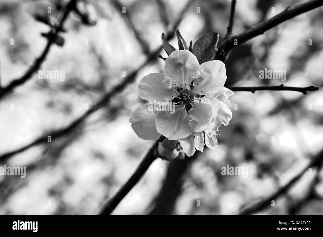 Fleurs blanches florissantes d'un arbre fruitier au printemps en Pologne, monochrome Banque D'Images