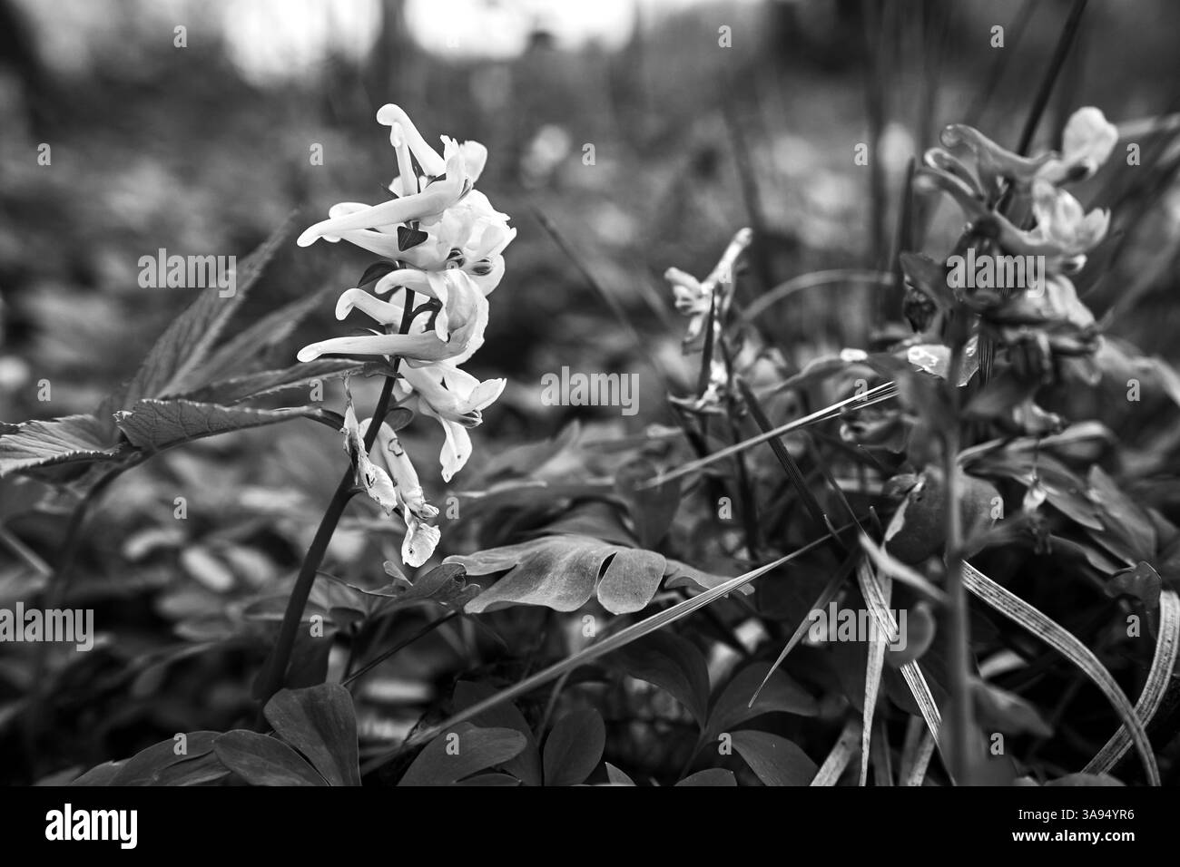 Floraison petites fleurs pois de printemps sur une clairière dans la forêt au printemps, Pologne, monochrome Banque D'Images