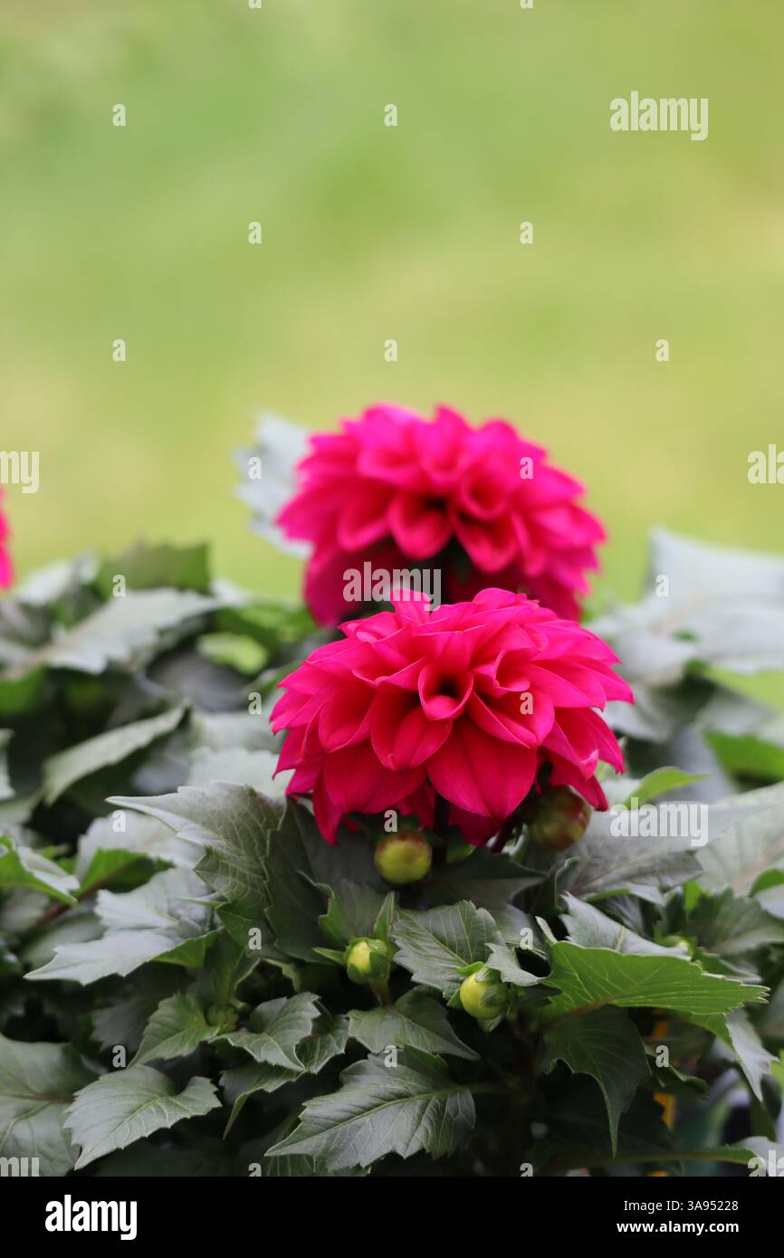 Ces dahlias sont un showstoppeur, un affichage à couper le souffle de couleur et de forme. Banque D'Images
