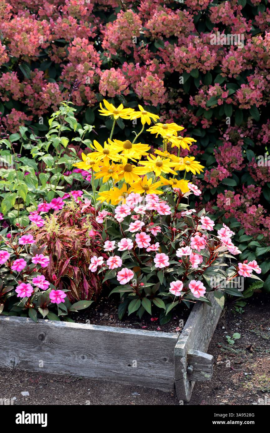 Pétunias, rudbeckia, et plus, éclatant de vie dans une jardinière en bois rustique. Banque D'Images