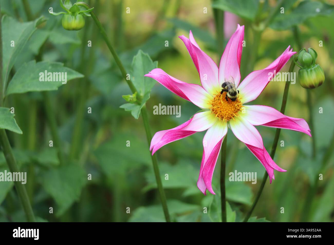Un délicat dahlia accueille une abeille floue. Banque D'Images