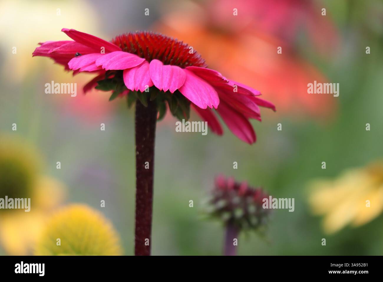 Une vue rapprochée d'une fleur de cône, mettant en valeur ses détails complexes et ses teintes vibrantes. Banque D'Images