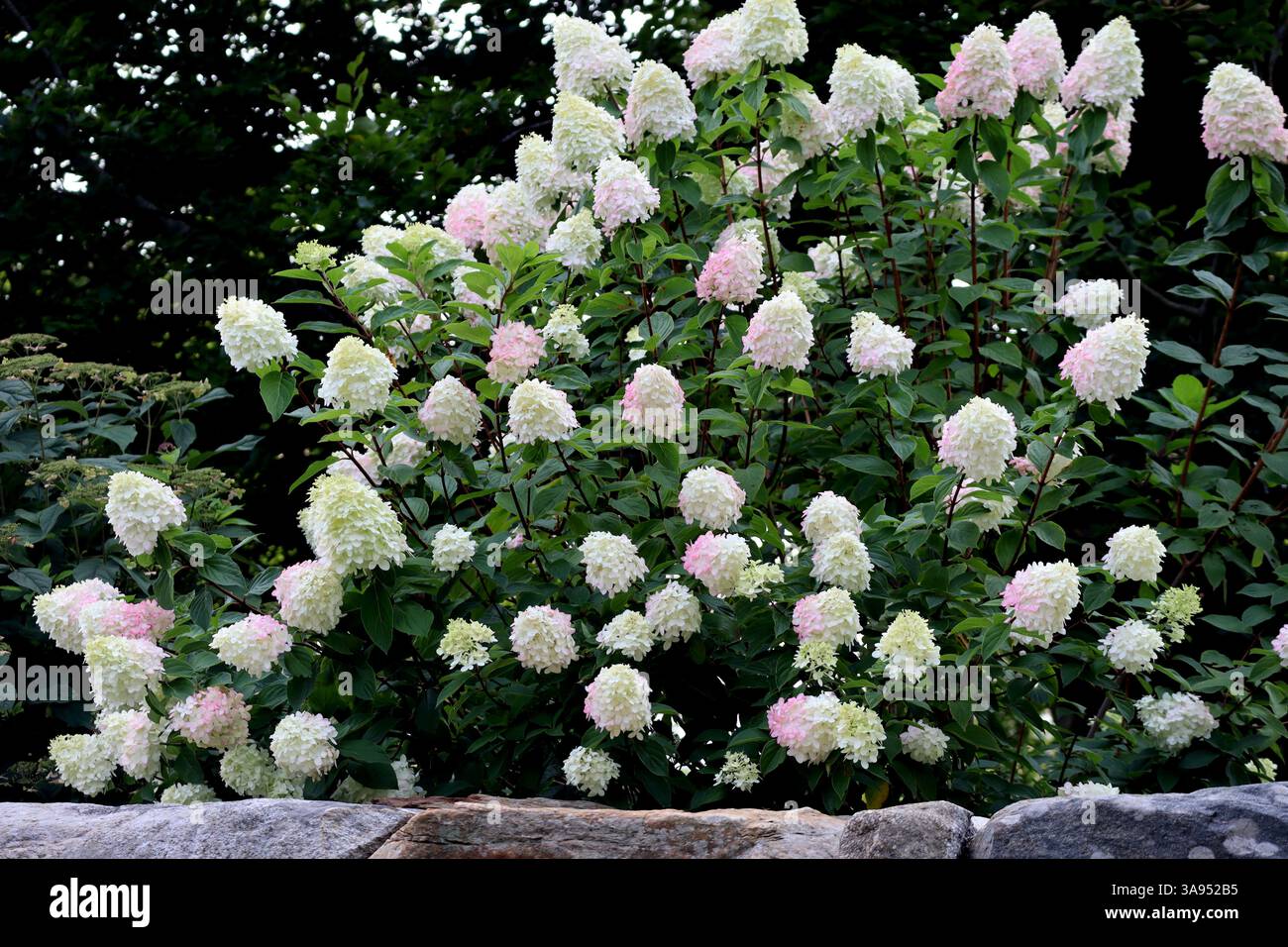 Ces hortensias sont un vibrant rappel de la beauté de la nature. Banque D'Images