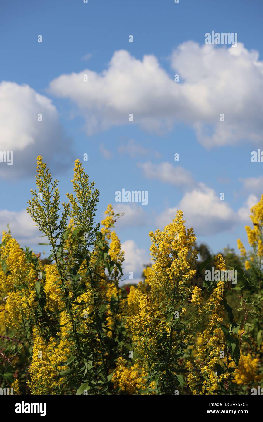 Un champ de fleurs sauvages atteignant les nuages. Banque D'Images