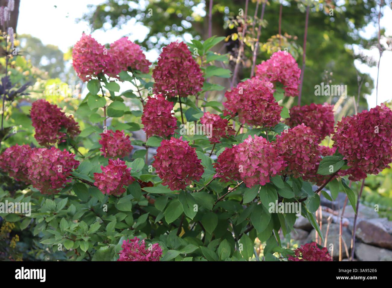 Ces hortensias sont un vibrant rappel de la beauté de la nature. Banque D'Images