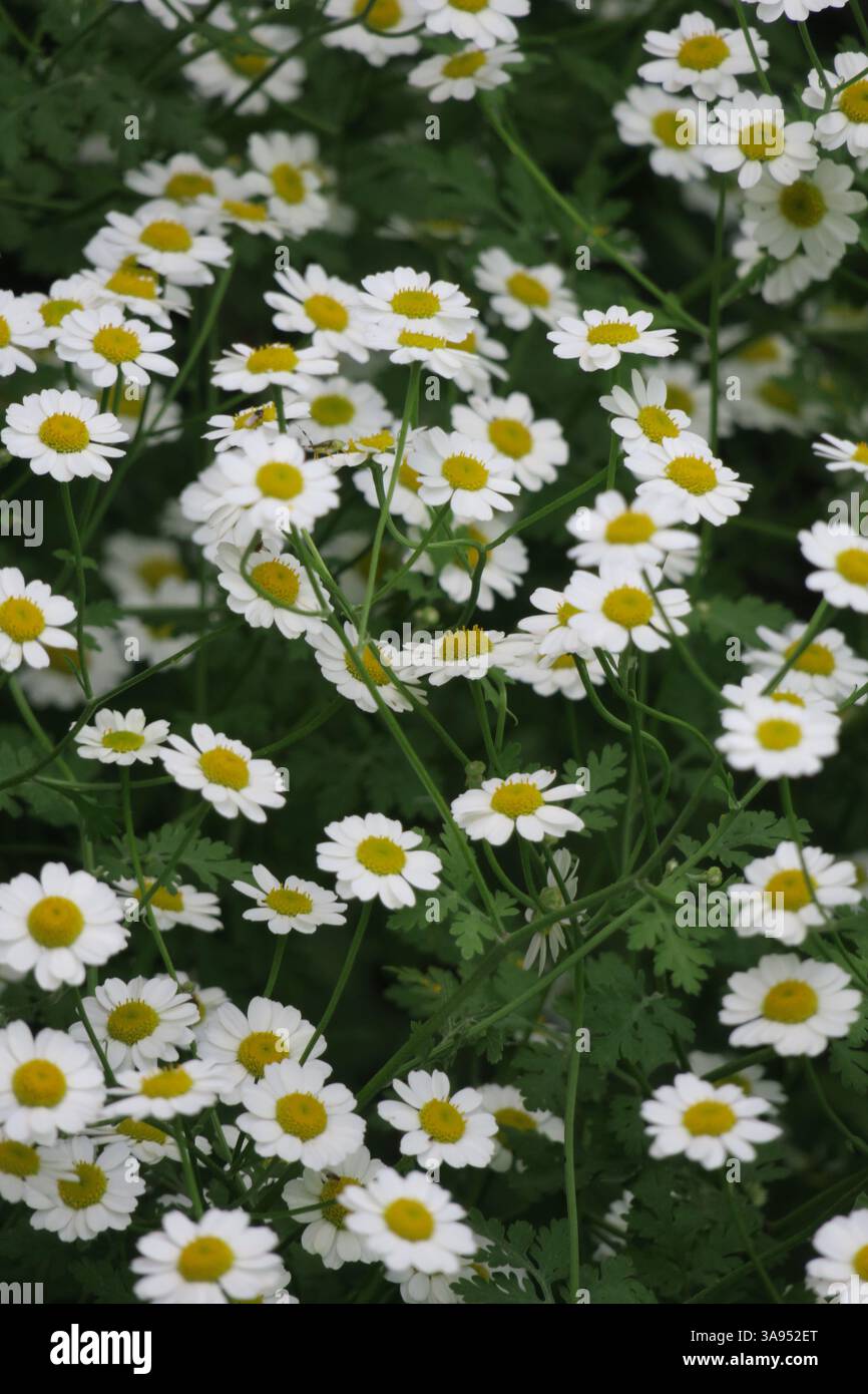 Un champ de marguerites blanches pures et joyeuses, rayonnant de soleil et de bonheur. Banque D'Images