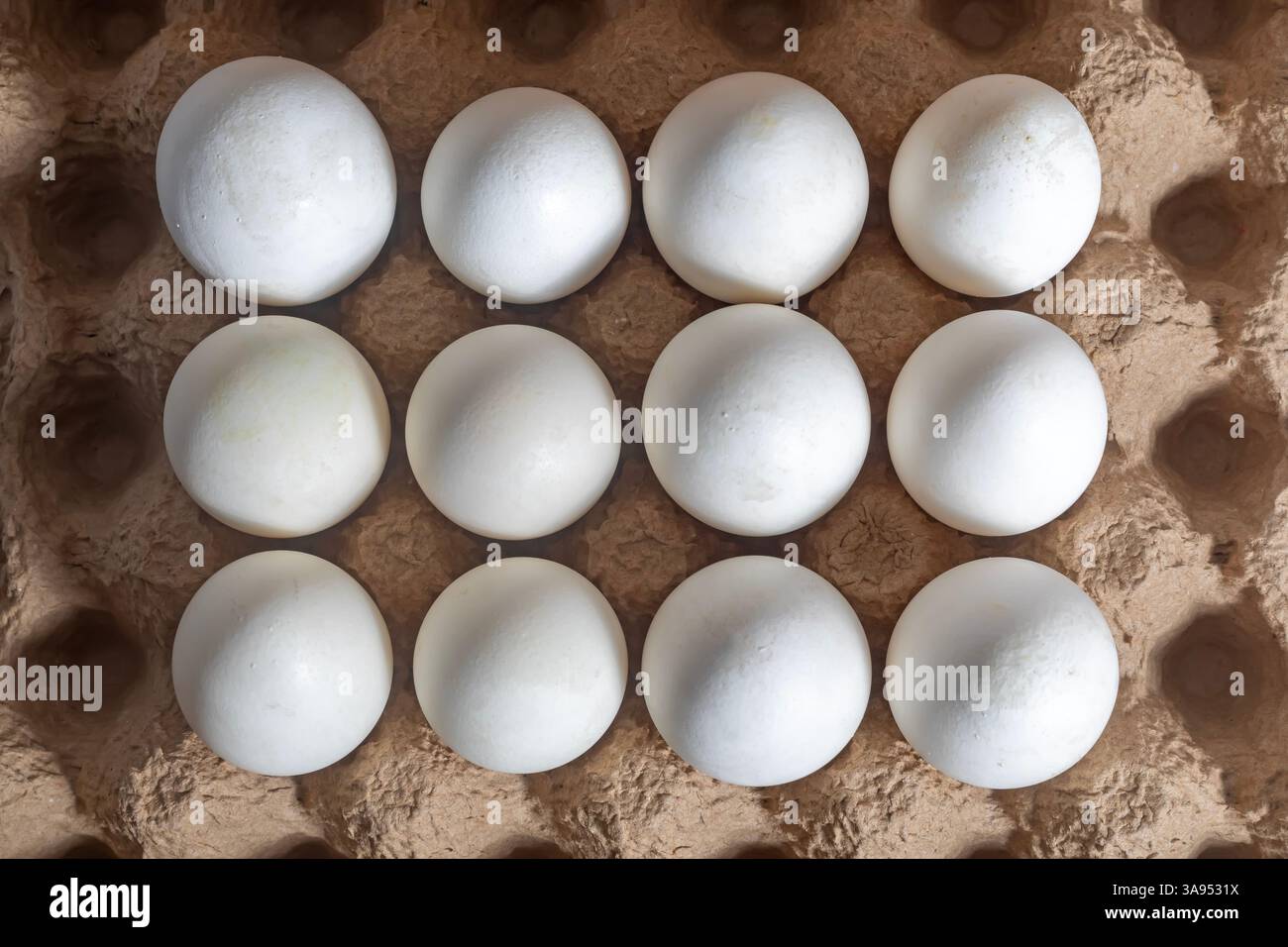 Douze œufs blancs purs sont exposés sur un plateau en carton propre, illustrant fraîcheur et simplicité. Banque D'Images Douze œufs blancs purs sont exposés sur un plateau en carton propre, illustrant fraîcheur et simplicité. Banque D'Images