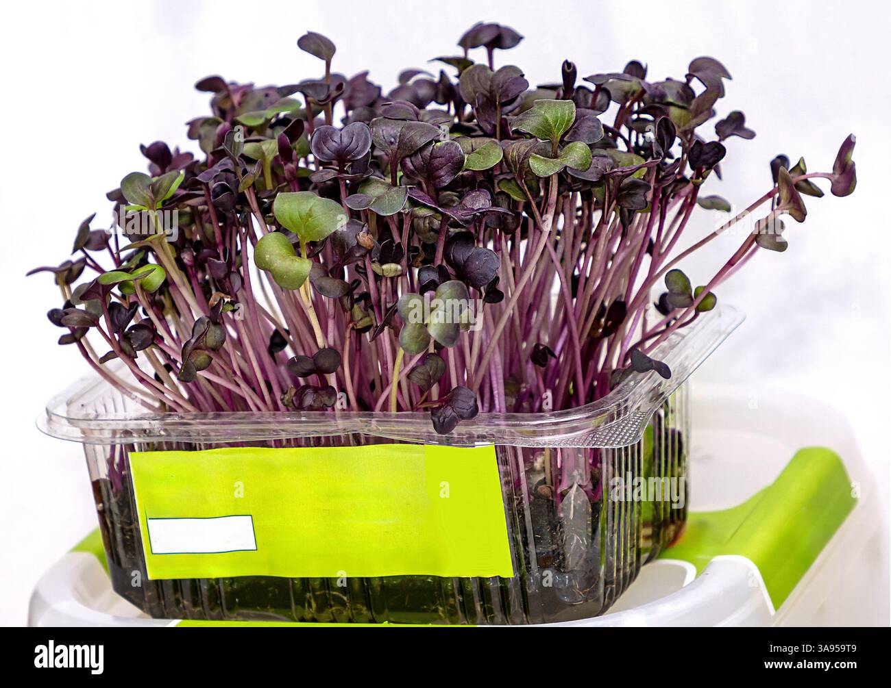 Plante comestible de radis pourpre saine sur la table de cuisine Banque D'Images