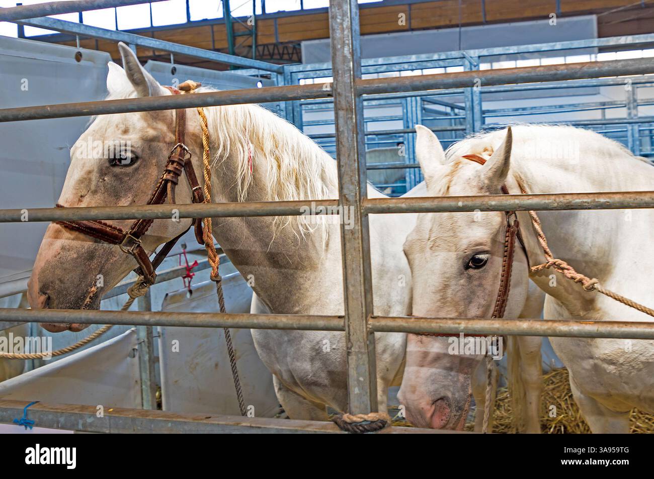 Jeunes chevaux blancs derrière une cage métallique à l'intérieur de l'écurie de ferme Banque D'Images