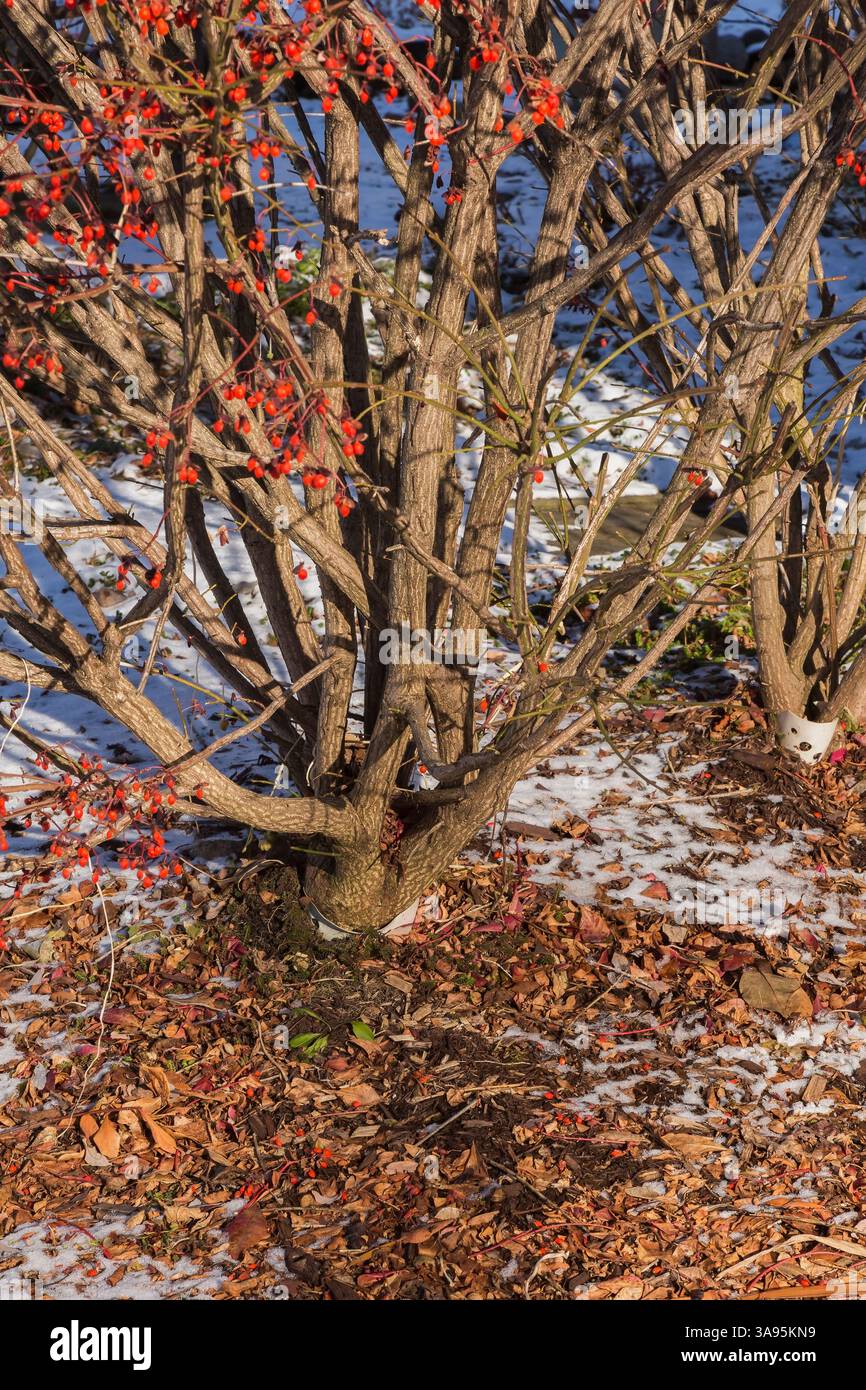Euonymus alatus 'Burning Bush' - arbre à broche avec feuilles et paillis à la base à la fin de l'automne pour protéger contre l'hiver, Québec, Canada Banque D'Images