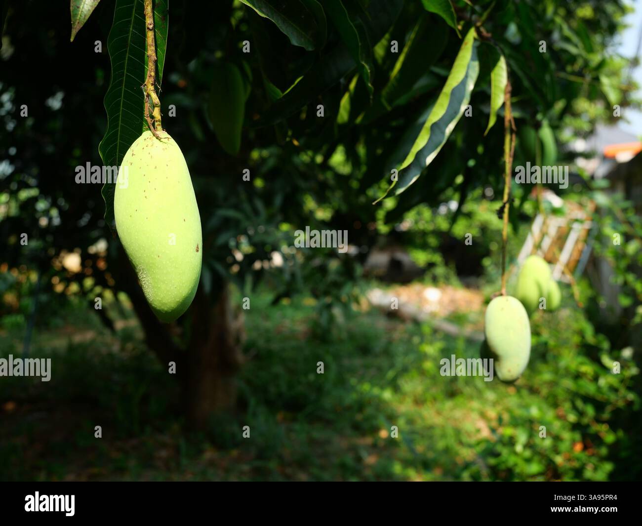 Fruits de mangue accrochés sur l'arbre avec fond vert naturel, fruits tropicaux délicieux Banque D'Images