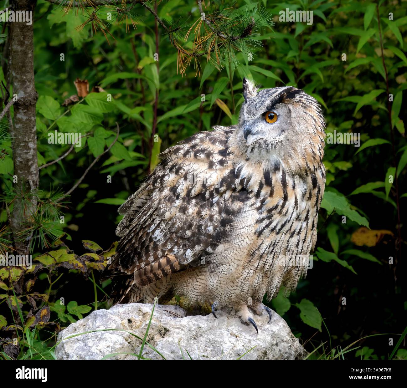 Gros plan d'un aigle-hibou eurasien assis sur un rocher Banque D'Images