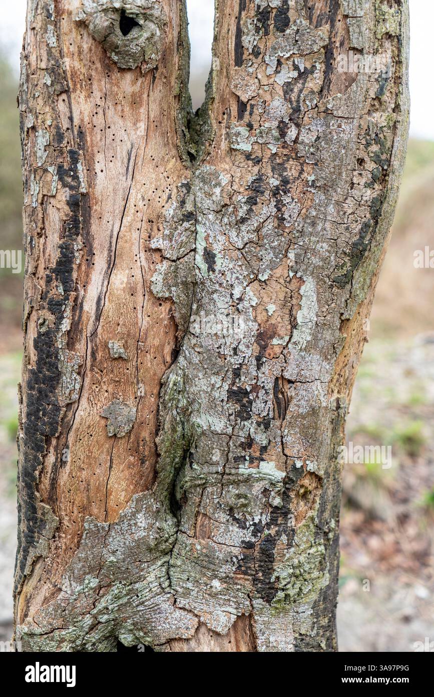 Arbre mort avec écorce fissurée et trous d'insectes Banque D'Images