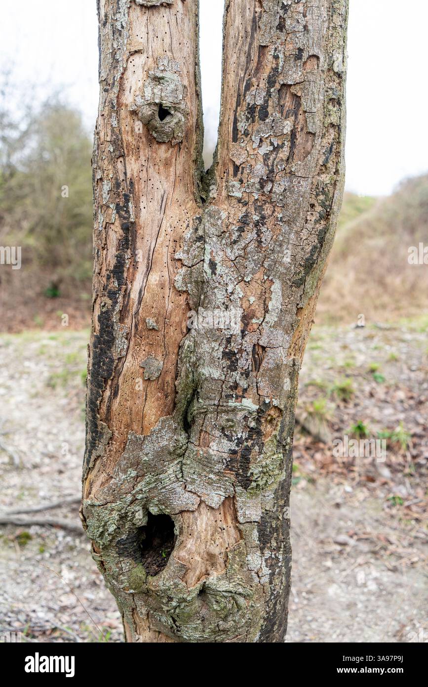 Arbre mort avec écorce fissurée et trous d'insectes Banque D'Images