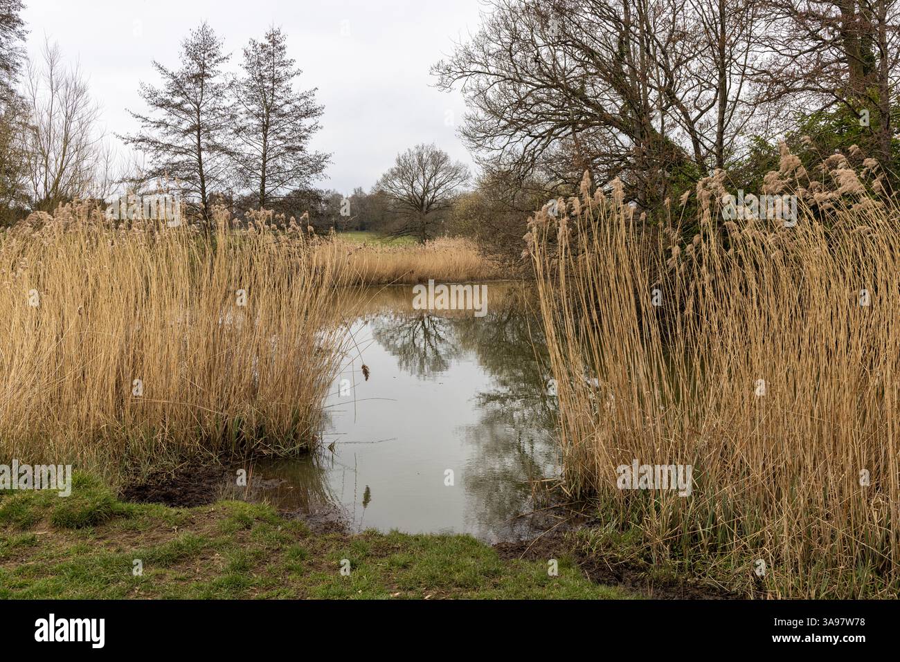 Corsham Park a été conçu et aménagé par Lancelot 'Capability' Brown en 1761. Lac de Corsham et roedbeds, Corsham, Wiltshire, Angleterre, Royaume-Uni Banque D'Images