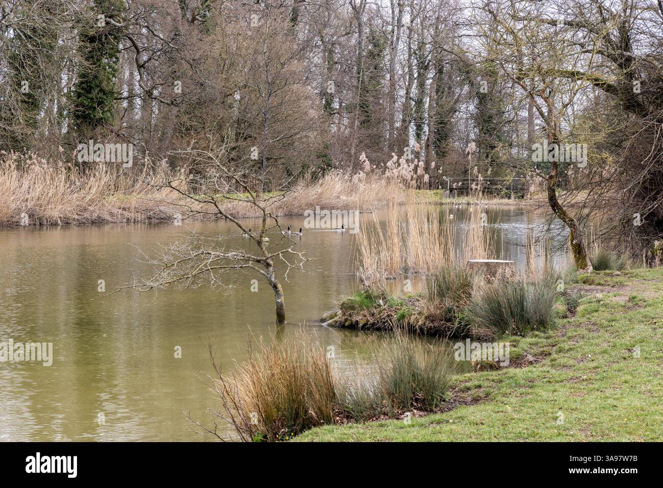 Corsham Park a été conçu et aménagé par Lancelot 'Capability' Brown en 1761. Lac de Corsham et roedbeds, Corsham, Wiltshire, Angleterre, Royaume-Uni Banque D'Images