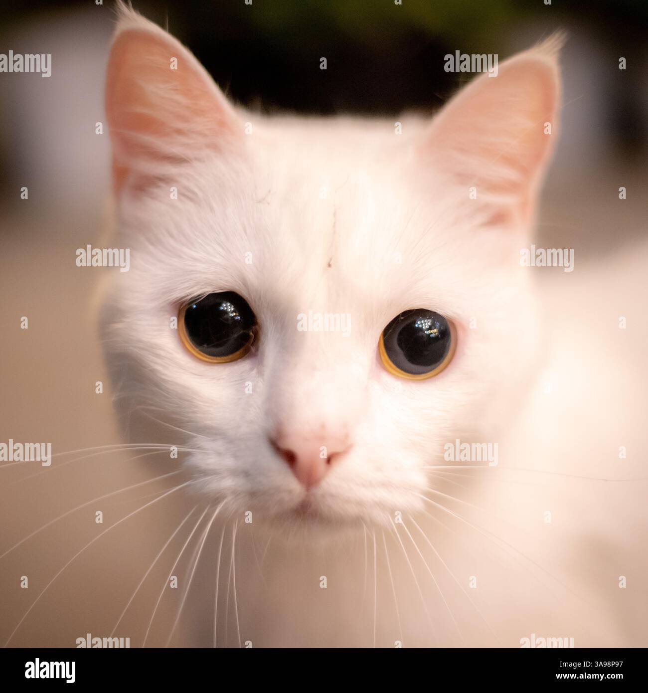 Chat mignon dans les rues en albanie Banque D'Images
