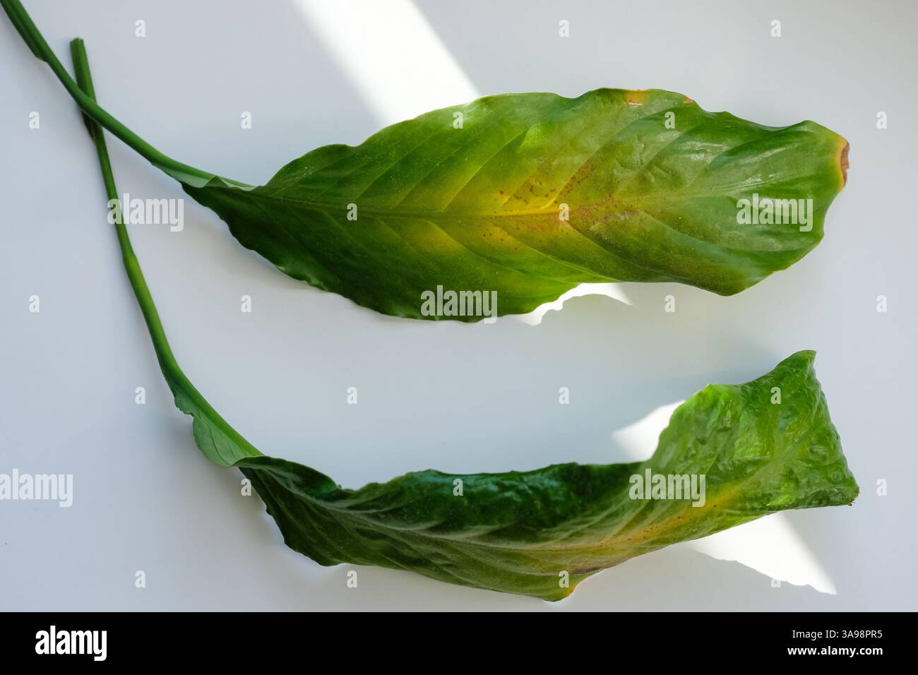 Feuille de la plante de maison Peace Lily ou Spathiphyllum fleur sont brûlés par le soleil. Soin des plantes maison. Copier l'espace. Banque D'Images