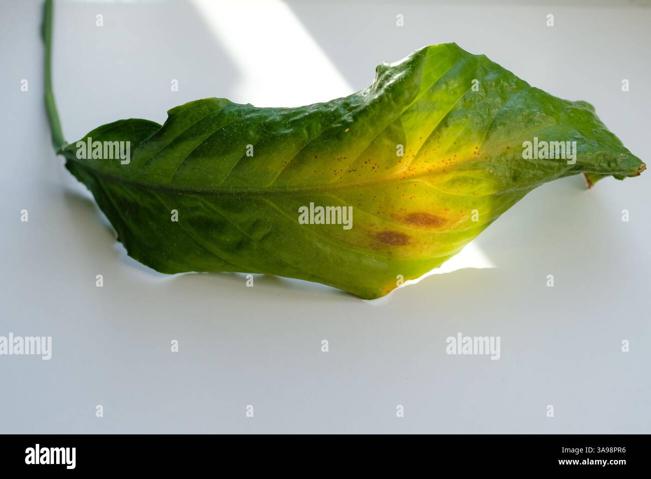 Feuille de la plante de maison Peace Lily ou Spathiphyllum fleur sont brûlés par le soleil. Soin des plantes maison. Copier l'espace. Banque D'Images