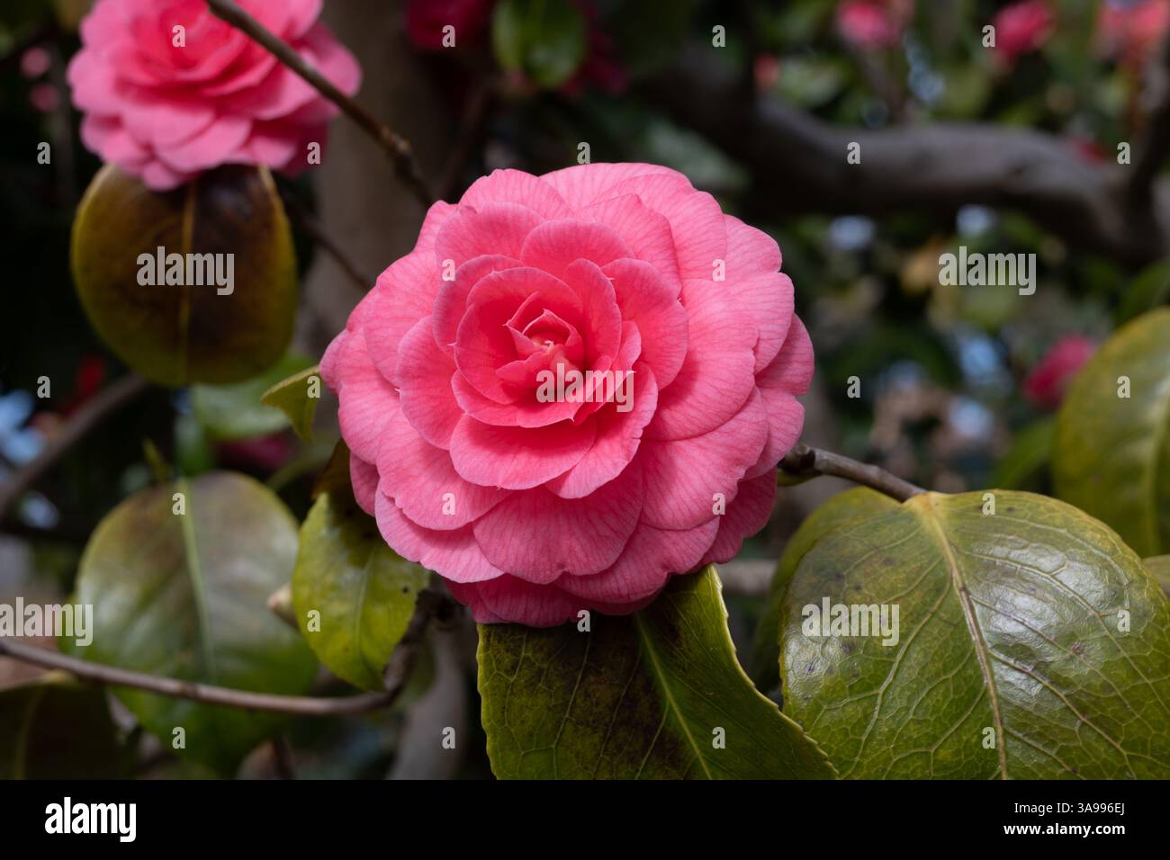 Une fleur de camélia aux jardins botaniques de Birmingham, Birmingham, Royaume-Uni Banque D'Images