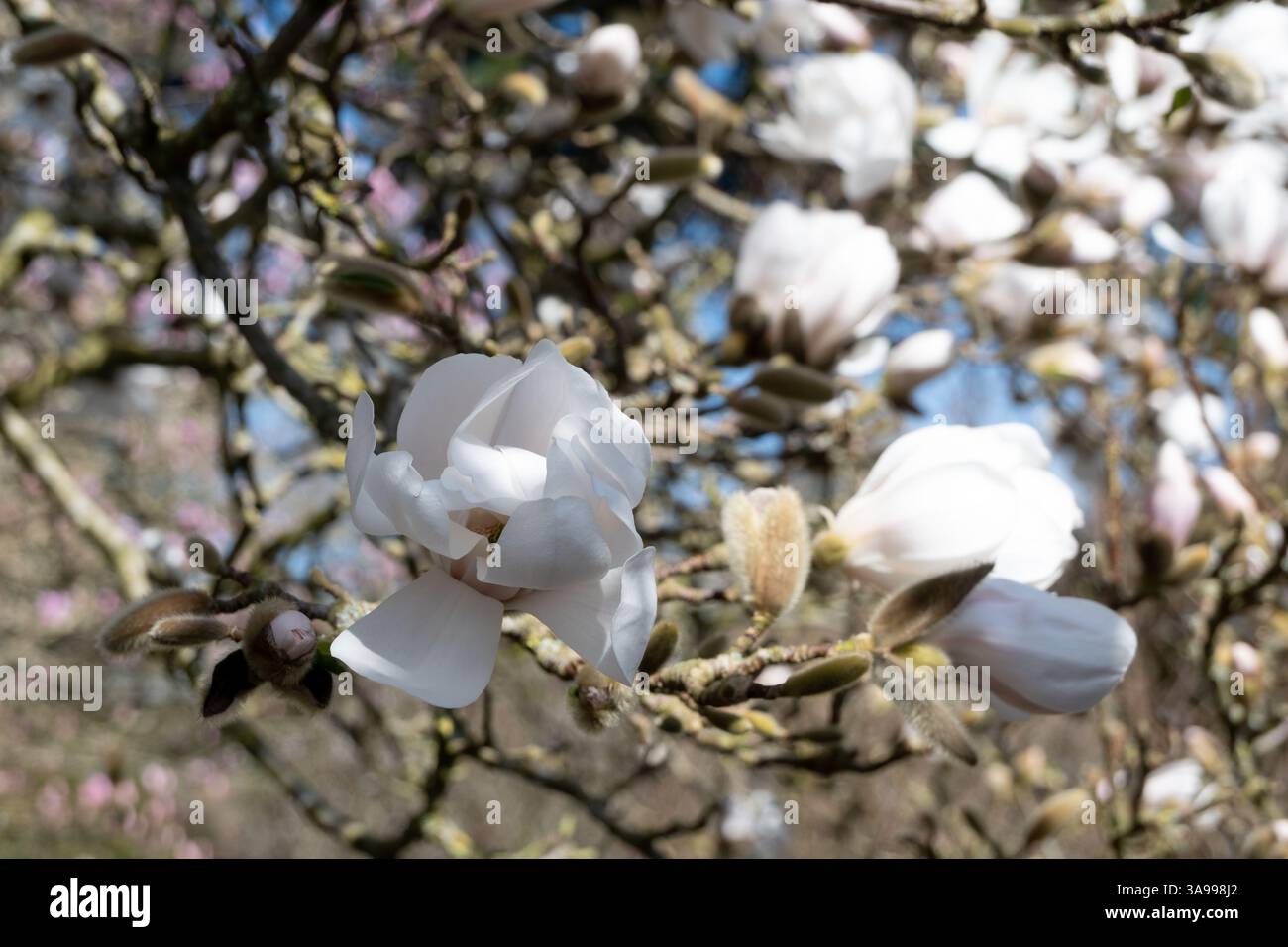 Magnolia X loebneri 'Merrill' aux jardins botaniques de Birmingham, Birmingham, Royaume-Uni Banque D'Images