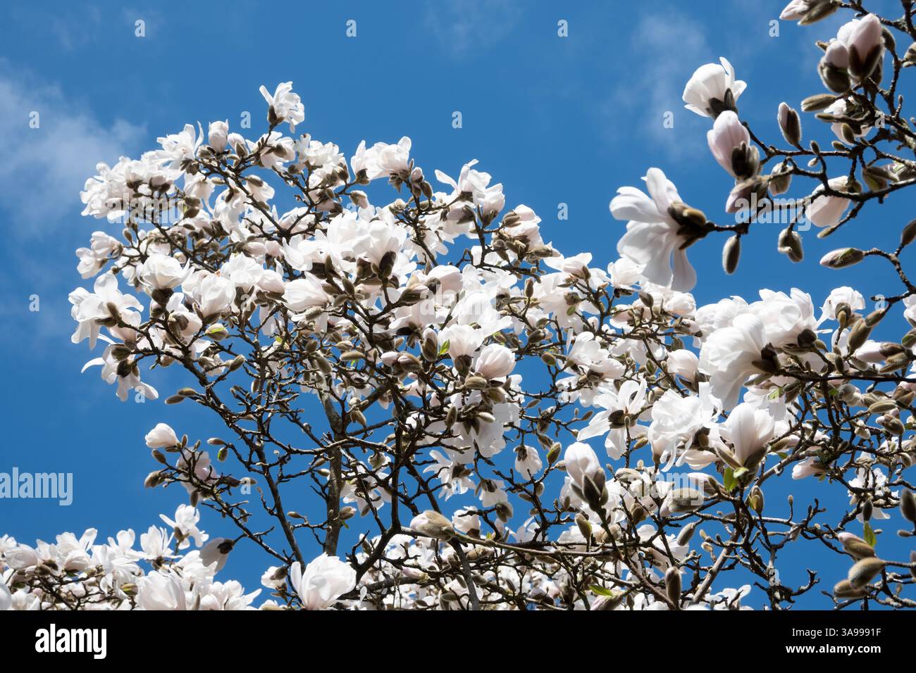 Magnolia X loebneri 'Merrill' aux jardins botaniques de Birmingham, Birmingham, Royaume-Uni Banque D'Images