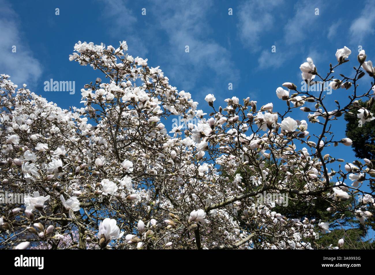 Magnolia X loebneri 'Merrill' aux jardins botaniques de Birmingham, Birmingham, Royaume-Uni Banque D'Images