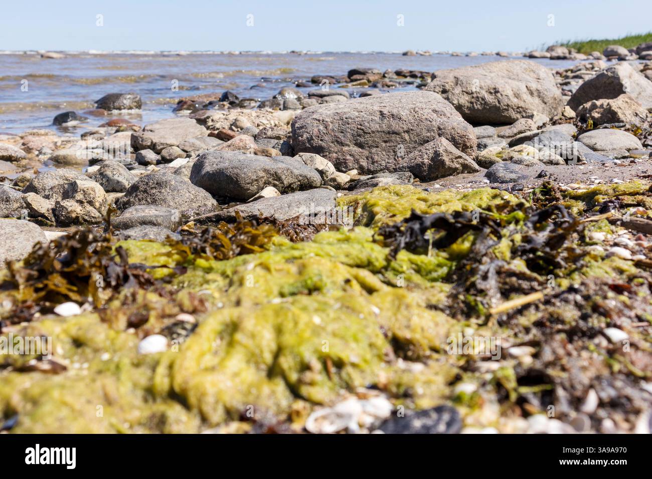 plage rocheuse avec des rochers couverts d'algues. Banque D'Images