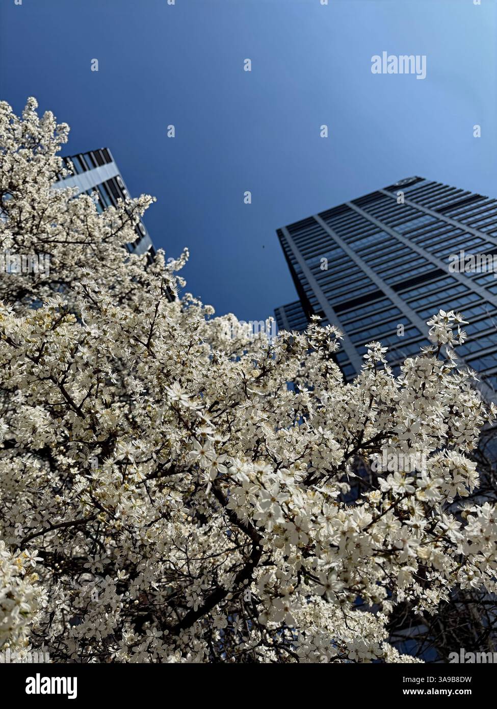 Branches de cerisier florissantes avec des fleurs blanches délicates contre gratte-ciel en verre moderne et ciel bleu clair. Contraste nature urbaine, printemps - Image de stock capturée avec un smartphone