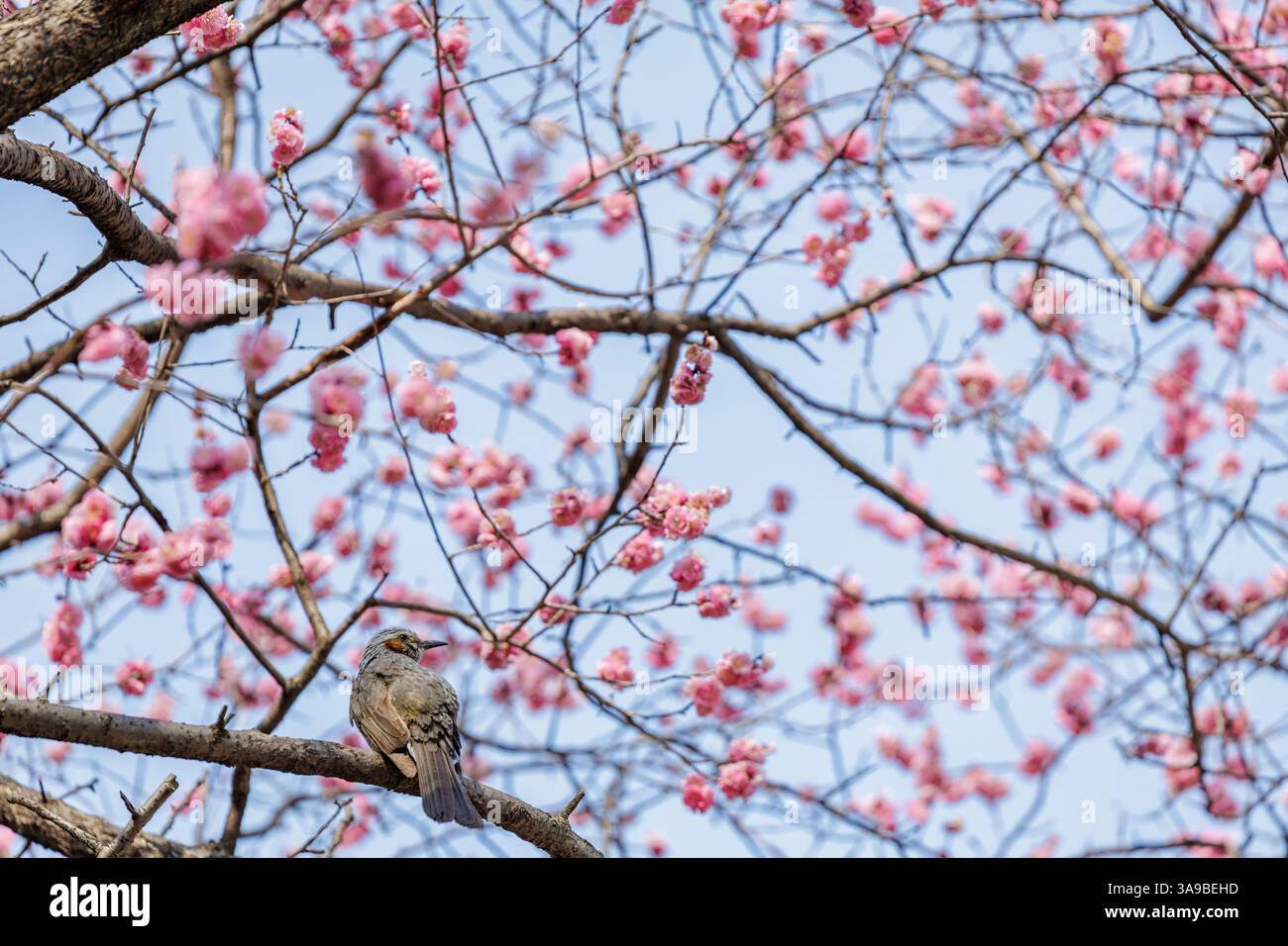 Bulbul aux oreilles brunes perchées sur une branche d'arbre entourée de fleurs de cerisier rose doux sur un ciel bleu. Scène rayonne la tranquillité de la nature printanière. Banque D'Images