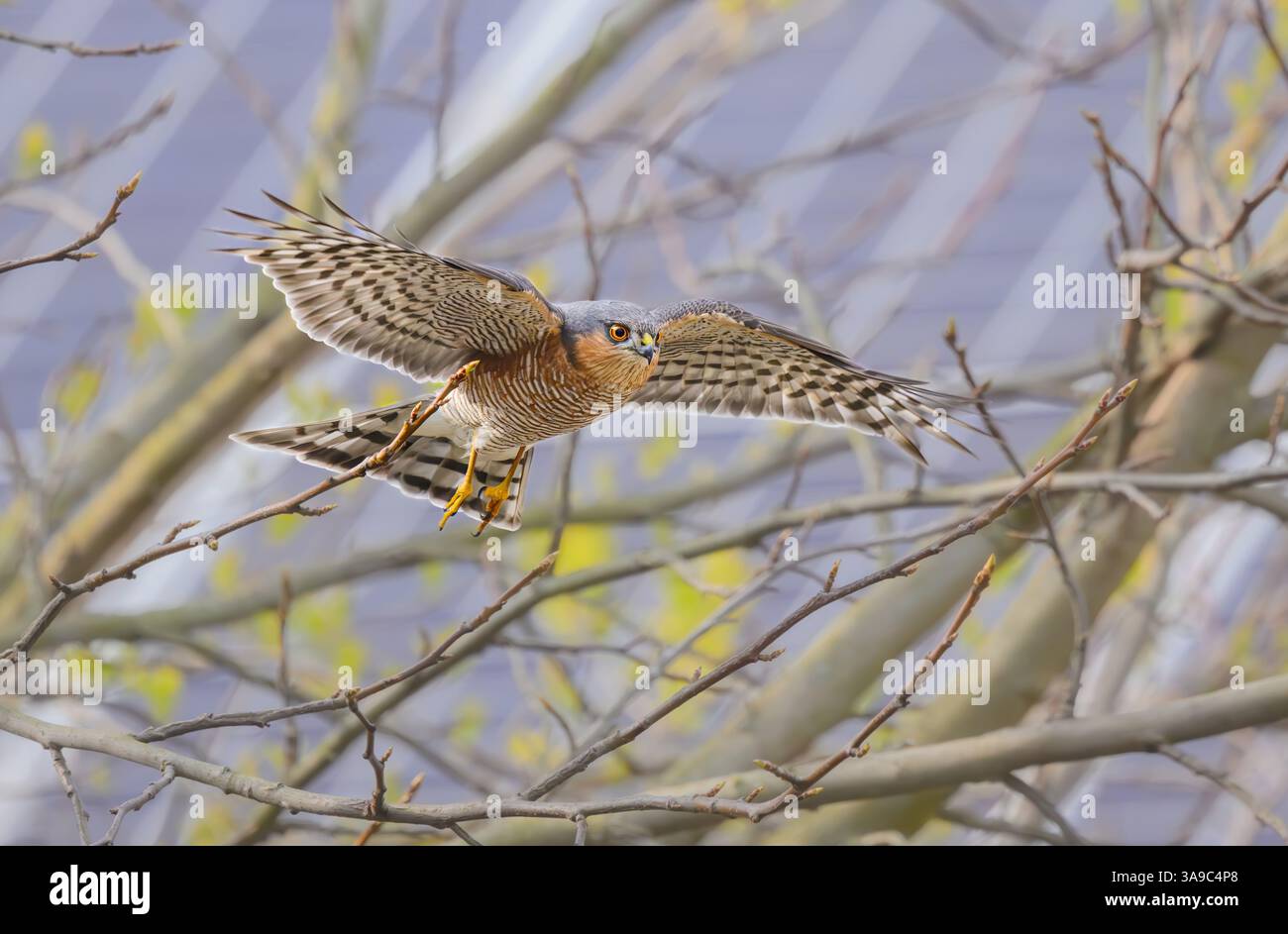 sparrowawk eurasien, Accipiter nisus, volant habilement entre les branches et les brindilles d'un arbre dans un jardin, Rhénanie, Allemagne Banque D'Images