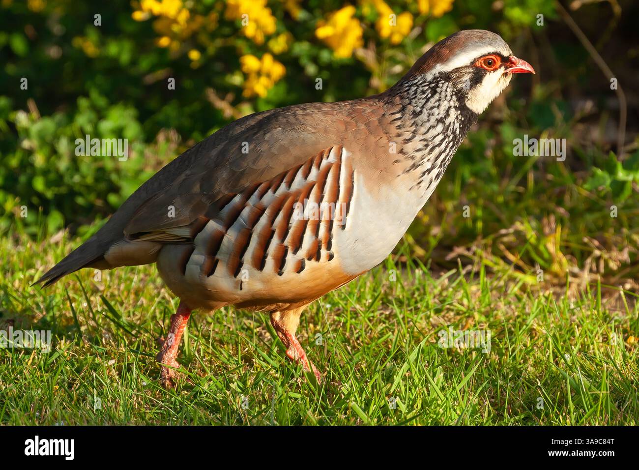 Perdrix mâle à pattes rouges de près dans le jardin avec la lumière du soleil du matin dans le Norfolk Angleterre. Oiseau sauvage marchant sur le sol Banque D'Images