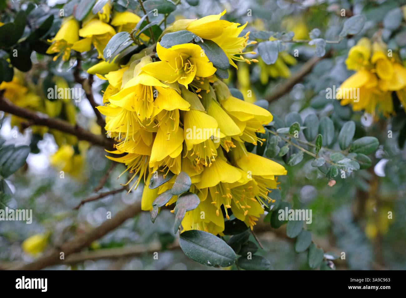 Jaune Sophora Sun King 'Hilsop' en fleur. Banque D'Images