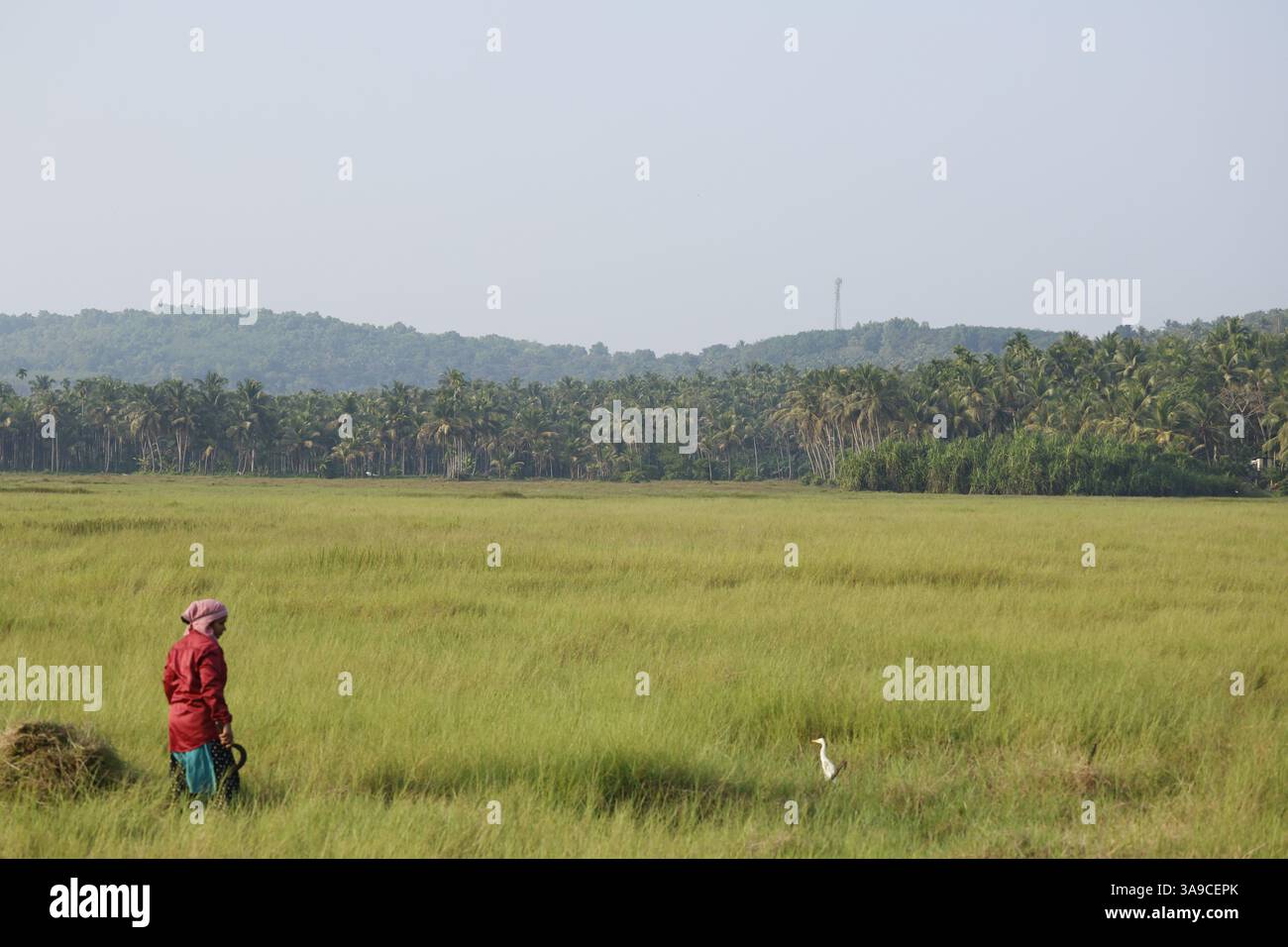 Grâce dans le travail, force dans la solitude, elle récolte non seulement la moisson, mais son propre destin. Banque D'Images