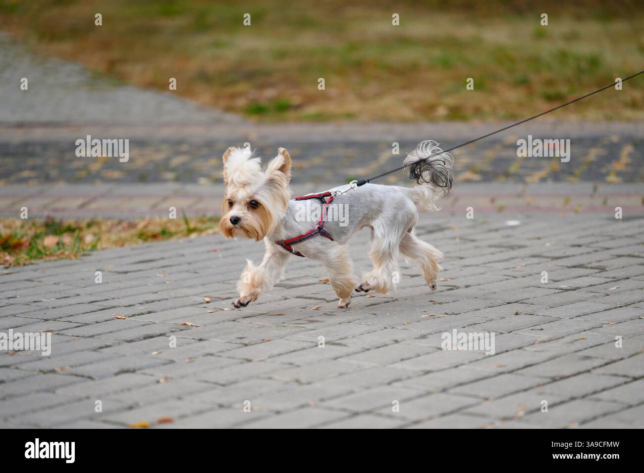 Chien Yorkshire terrier court sur le trottoir en laisse dans le parc, fin d'été, automne. Petit chien en laisse se promène à côté de son propriétaire dans la zone de promenade de chien. Professi Banque D'Images