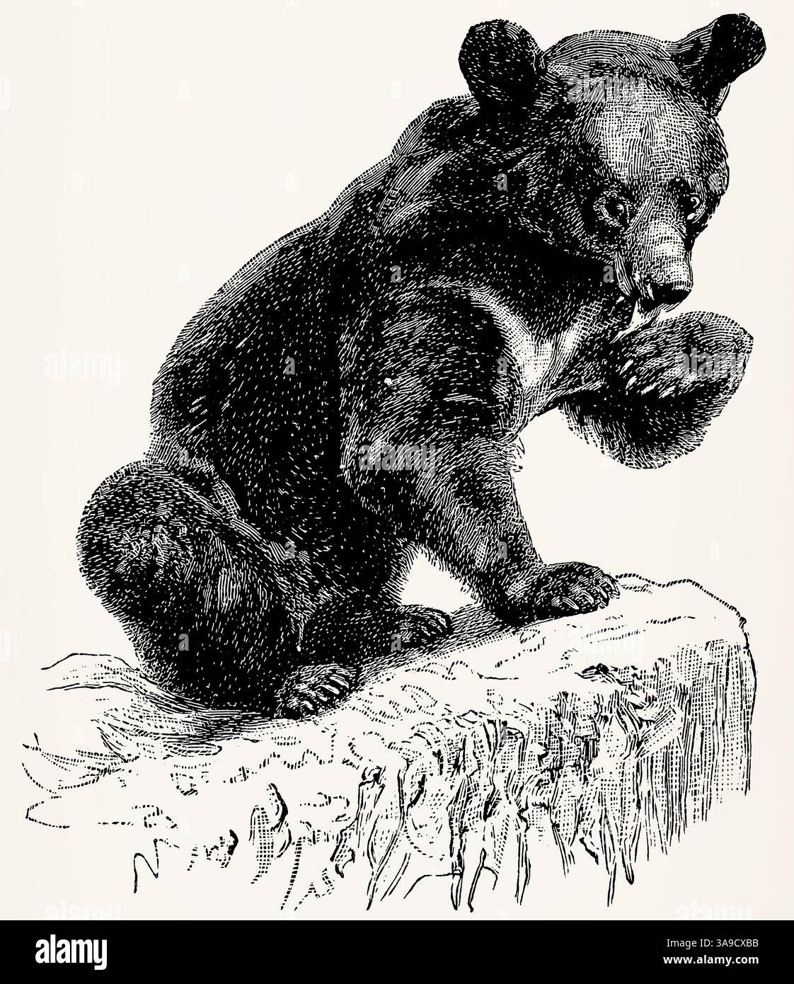 L'ours noir d'Asie (Ursus thibetanus). Illustration stylisée antique. Banque D'Images