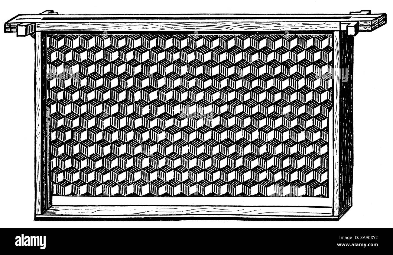 Cadre avec fond artificiel en nid d'abeilles. Publication de l'encyclopédie Meyers, vol. 7, Leipzig, Allemagne, 1910. Banque D'Images