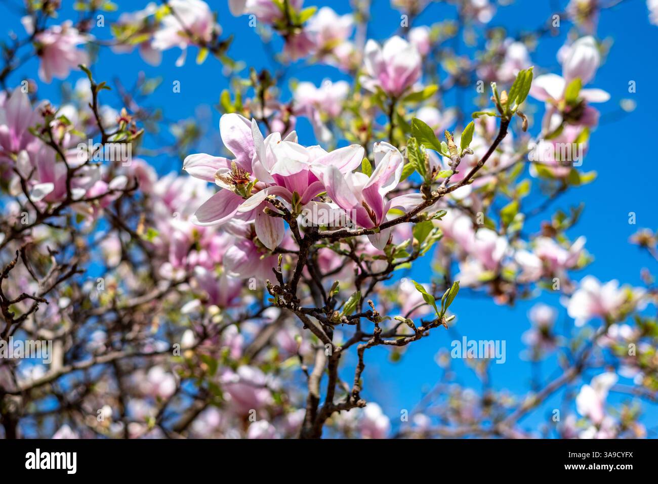 Belle fleur de Magnolia. Fond de printemps. Bokeh. Banque D'Images