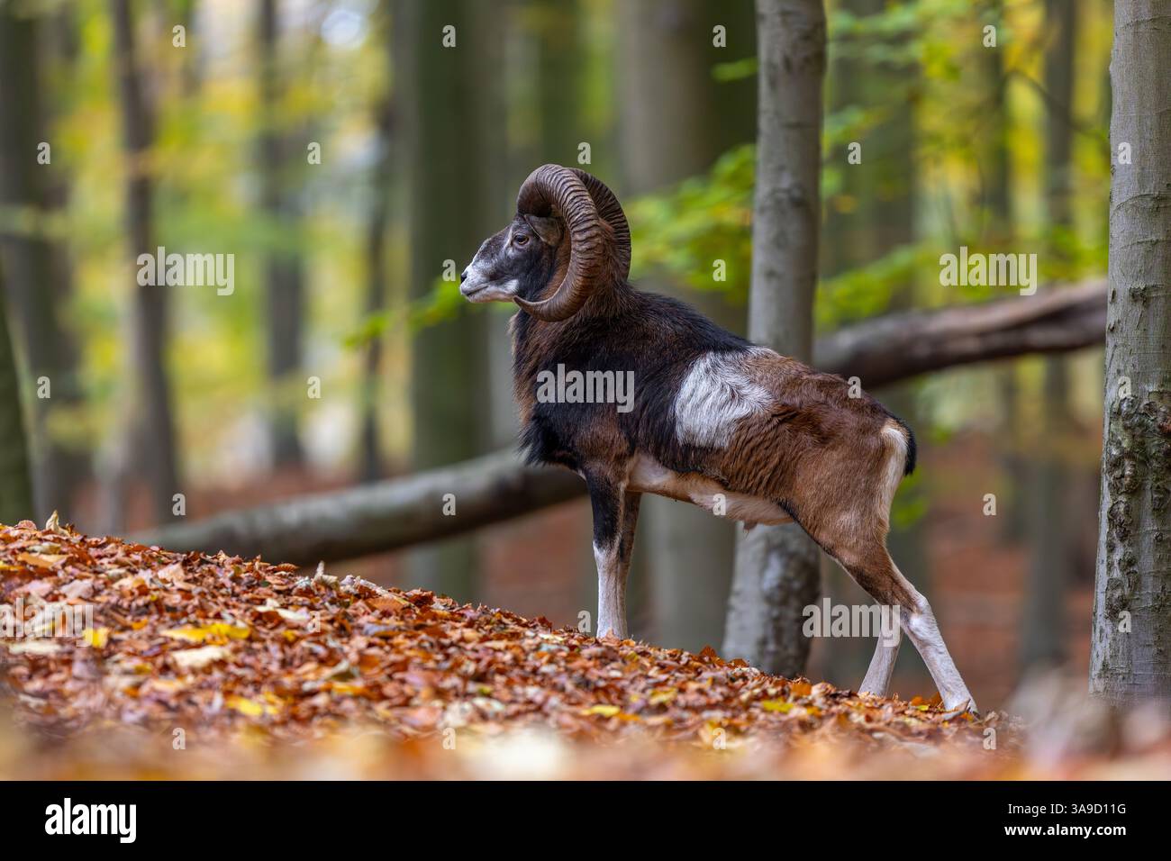 Mouflon européen (Ovis aries musimon / Ovis gmelini musimon) bélier / mâle avec de grandes cornes en forêt pendant l'ornière en automne / automne Banque D'Images Mouflon européen (Ovis aries musimon / Ovis gmelini musimon) bélier / mâle avec de grandes cornes en forêt pendant l'ornière en automne / automne Banque D'Images