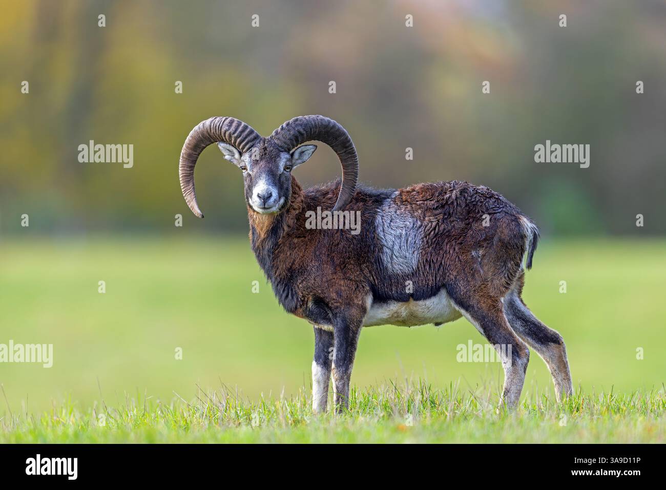 Mouflon européen (Ovis aries musimon / Ovis gmelini musimon) bélier / mâle avec de grandes cornes dans les prairies à la lisière de la forêt en automne / automne Banque D'Images Mouflon européen (Ovis aries musimon / Ovis gmelini musimon) bélier / mâle avec de grandes cornes dans les prairies à la lisière de la forêt en automne / automne Banque D'Images